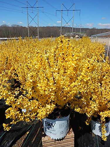 Forsythia Show Off shrub displaying multiple stems covered in golden blossoms