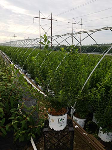 Forsythia Show Off shrub with lush green foliage outdoors