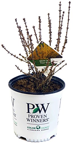 Forsythia Shrub sugar baby variety with early spring yellow flowers above emerging green leaves