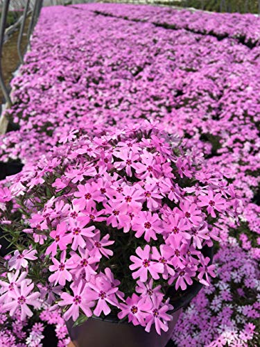Fort Hill Moss Phlox ad ground cover