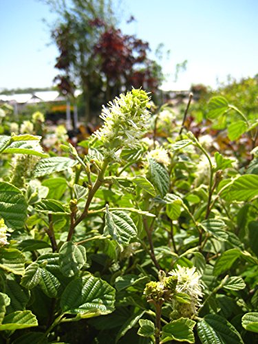 Fothergilla major