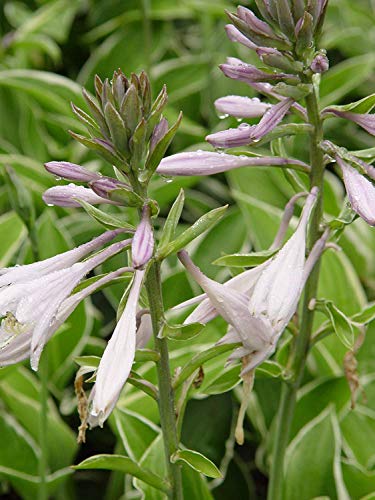 Francee Hosta flower close up