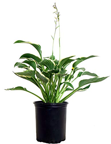 Francee Hosta in pot with white background