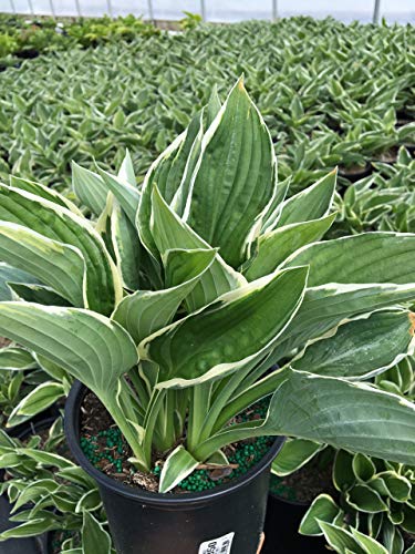 Francee Hosta variegated foliage