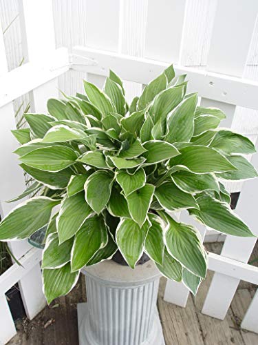 Francee Hosta variegated foliage in outdoor setting