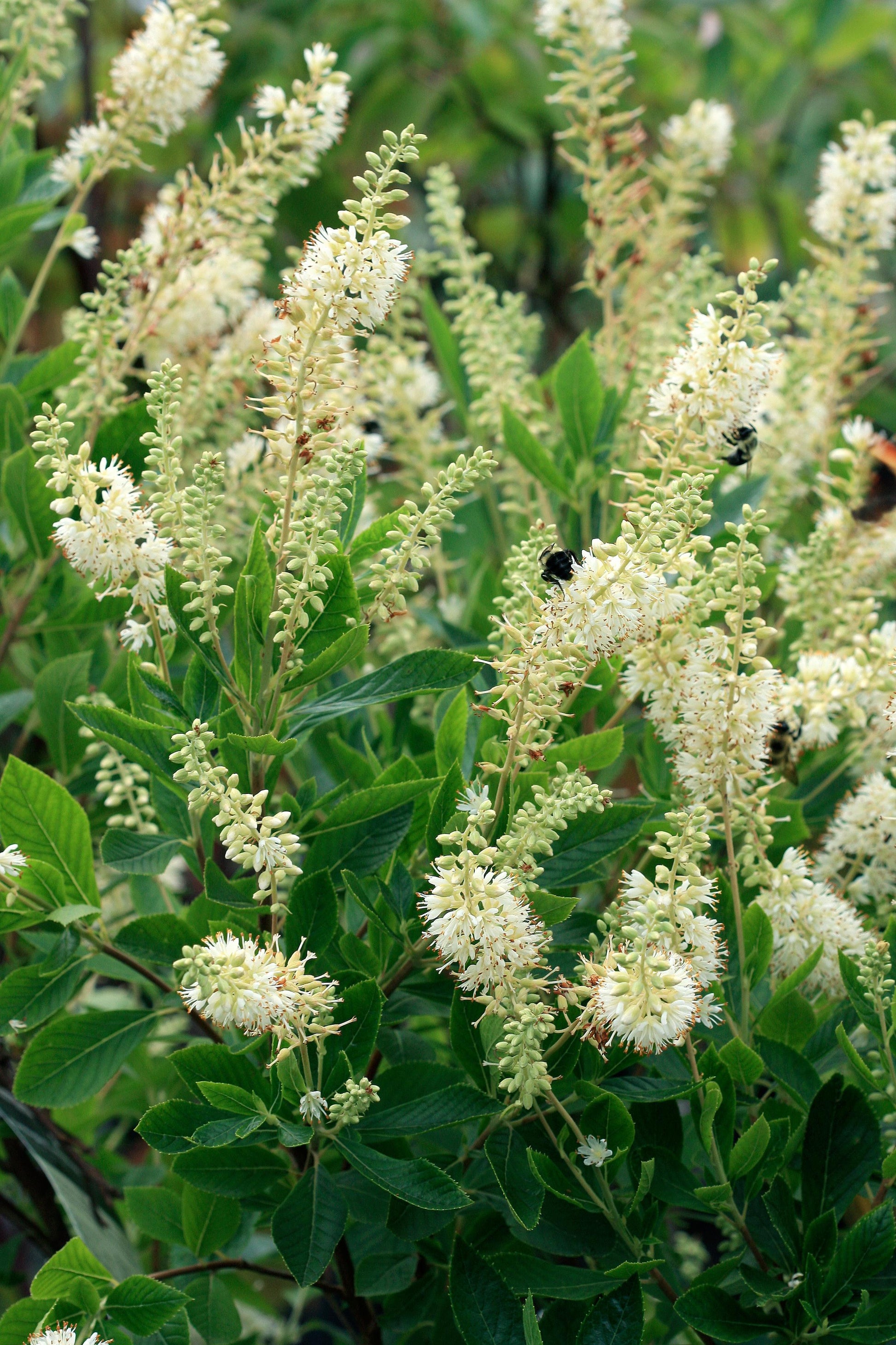 Front‑facing view of the Sugartina® Crystalina Summersweet plant in its nursery pot with healthy foliage.