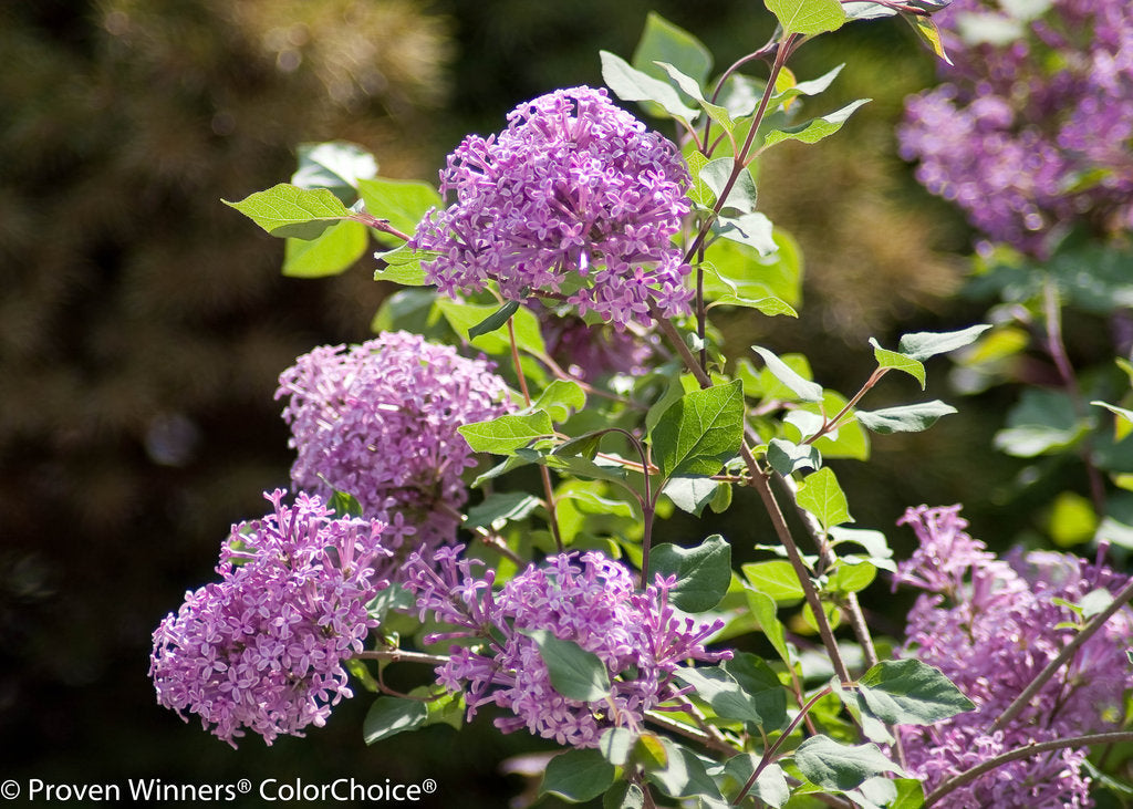 Front view of Bloomerang® Purple Reblooming Lilac with abundant purple flower clusters