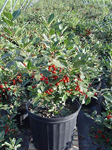 Front view of Red Sprite Winterberry showing red berries