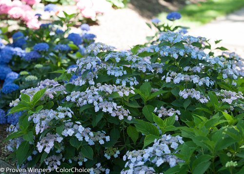 Front view of Tiny Tuff Stuff Mountain Hydrangea highlighting foliage texture and cluster flowers