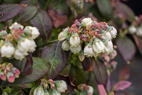 Front view of a Bushel and Berry® Peach Sorbet® blueberry plant in its nursery pot with healthy leaves