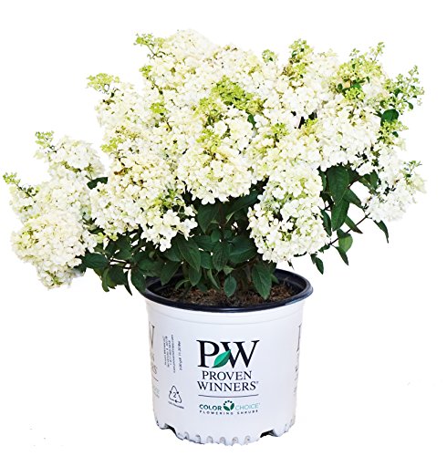 Front view of a potted Bobo® Hardy Hydrangea showing upright white blooms and green foliage