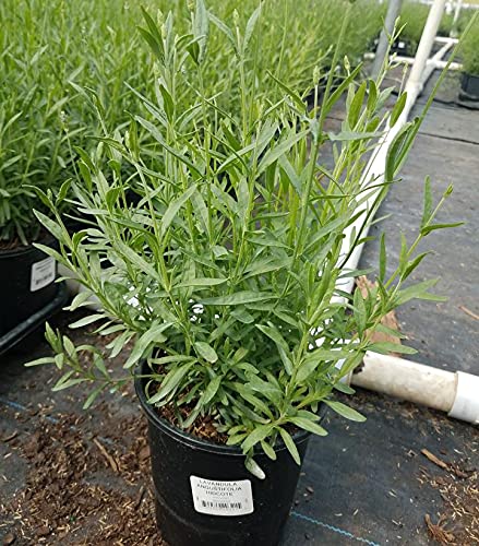 Front view of ready‑to‑plant Hidcote lavender showing full green growth before flowering