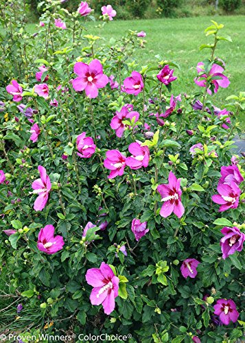 Front view of the Lil’ Kim® Violet Rose of Sharon shrub in bloom, highlighting multiple purple hibiscus flowers against glossy dark foliage