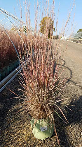 Front view of upright Little Bluestem clump with slender foliage