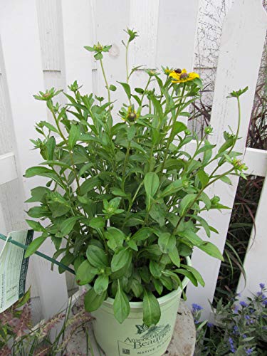 Fulgida Black Eyed Susan in outdoor setting
