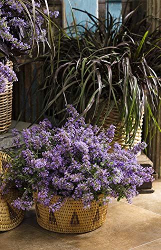 Full-view of Proven Winners Cat’s Meow perennial with flowers