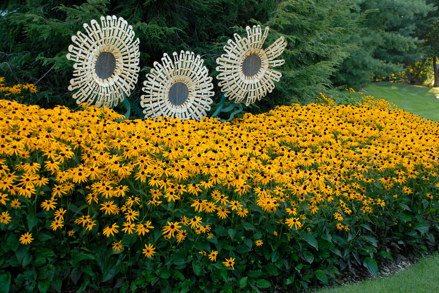 Full Rudbeckia fulgida plant showing foliage and flowers