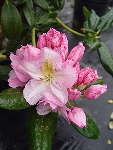 Full Scintillation Rhododendron plant showing dense green foliage and abundant light pink blossoms