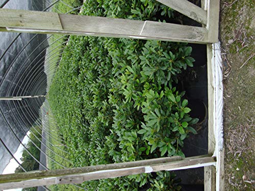 Full plant shot of Minnetonka Rhododendron showing rounded shrub form and vibrant blossoms in nursery setting