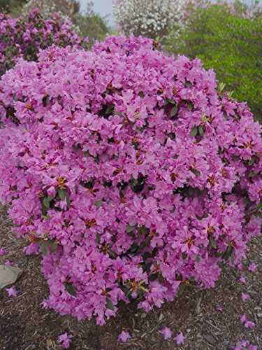 Full plant showing overall shape of PJM Elite rhododendron