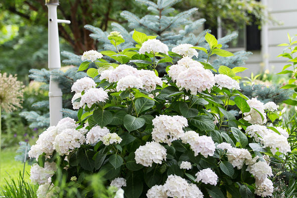 Full plant view of Blushing Bride hydrangea with blooms and leaves