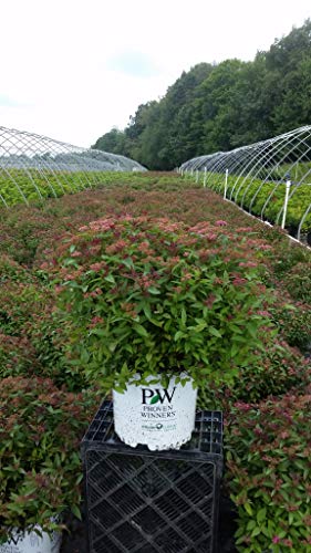 Full plant view of Double Play Red Spirea shrub in nursery