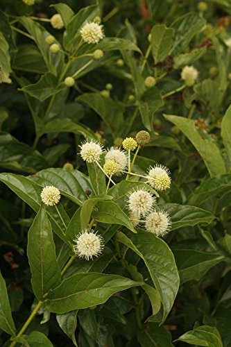 Full view of Sugar Shack® Buttonbush showing overall shrub form with green leaves and emerging flower buds