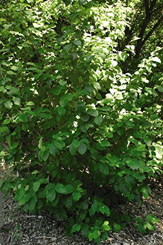Full view of hamamelis virginiana shrub
