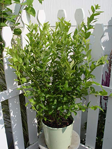 Full view of potted Blue Jay blueberry shrub ready for planting