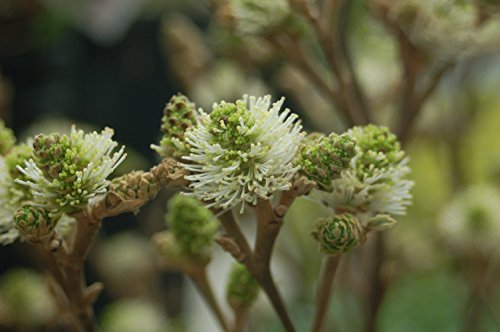Full view of potted Mt. Airy Fothergilla showing dense flowering and healthy shrub form