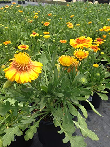 Gaillardia Arizona Apricot