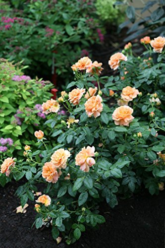 Garden shot of Proven Winners At Last® rose bush in partial bloom with deep green leaves and numerous vibrant orange blooms.