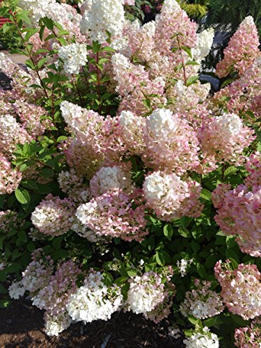 Garden shot of Strawberry Sundae® Hydrangea with white and pink flower panicles in soil
