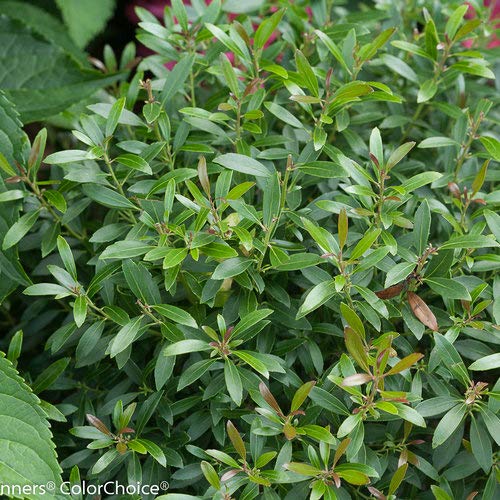 Gem Box® Inkberry holly foliage focus