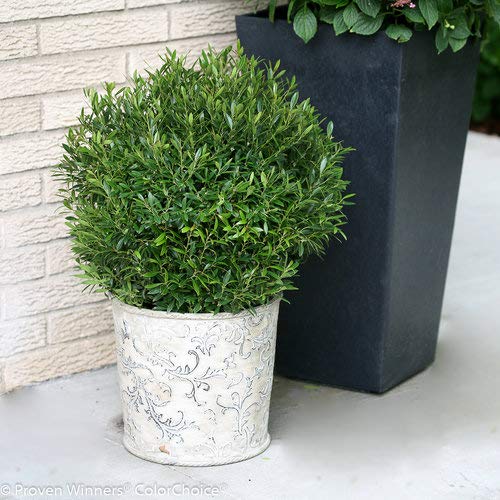 Gem Box® Inkberry holly in garden planter