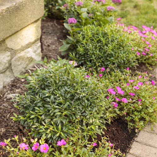 Gem Box® Inkberry holly in landscape