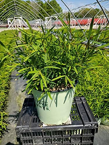 Gemo St. John's Wort in branded pot