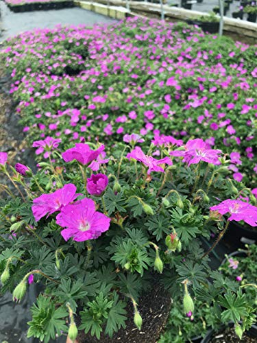 Geranium Max Frei