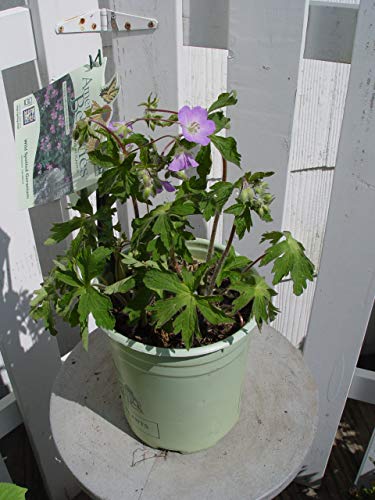 Geranium maculatum