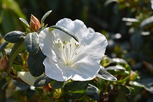 Girards Pleasant White Azalea flower focus