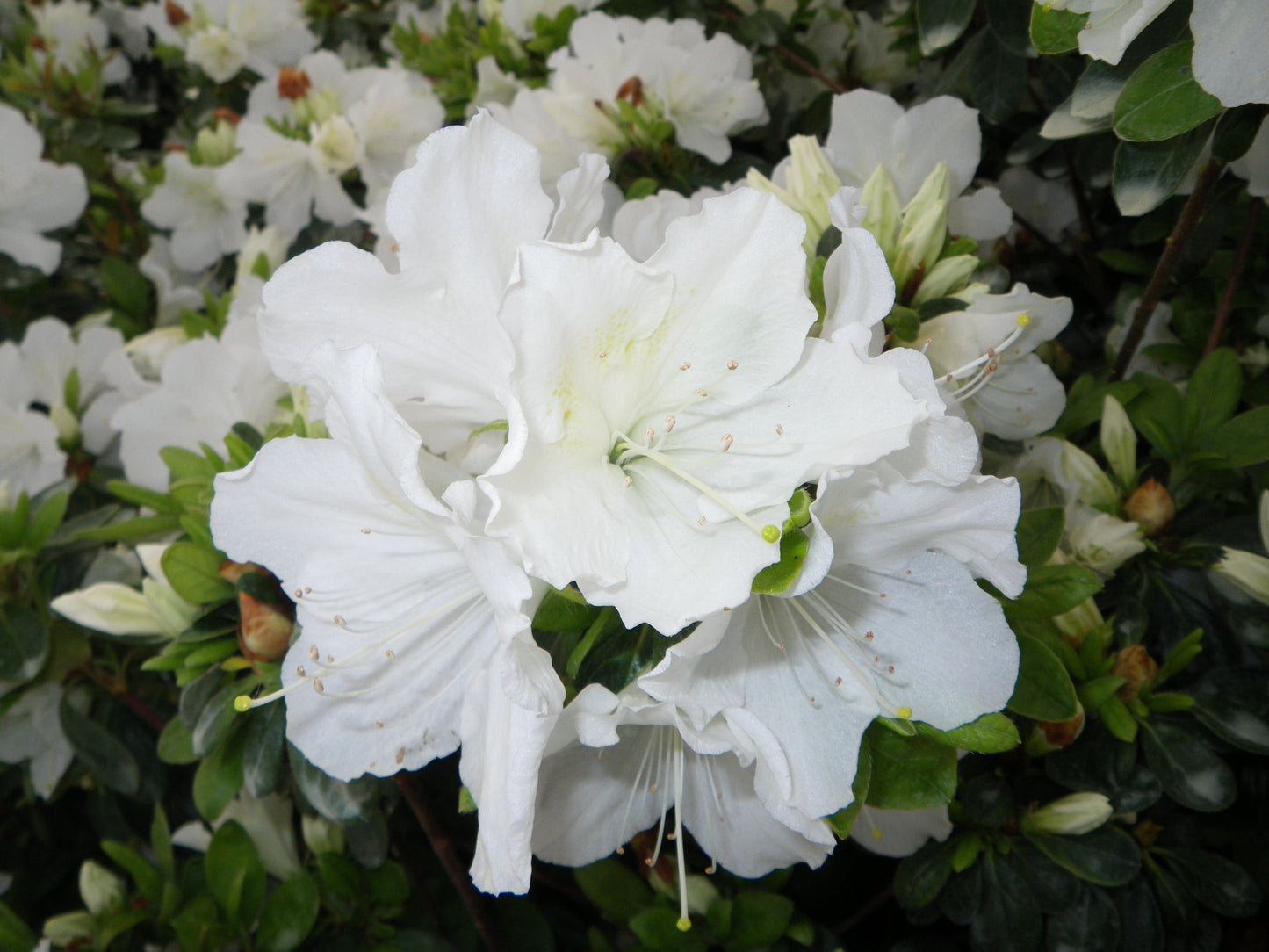 Girards Pleasant White Azalea flower petals 