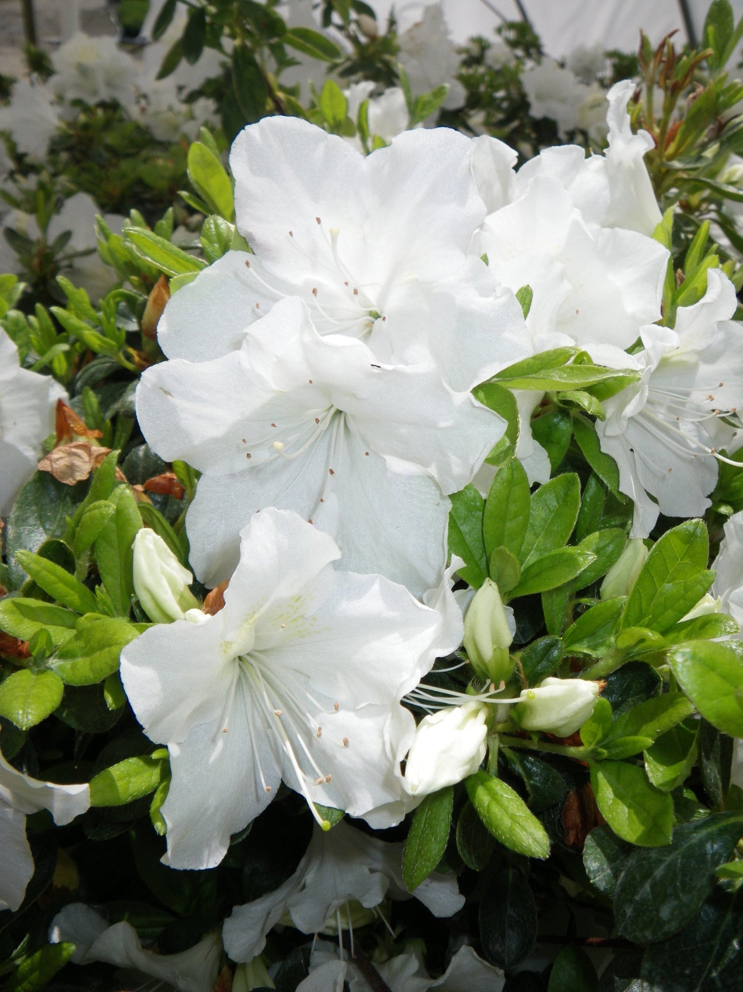 Girards Pleasant White Azalea flower zoom in