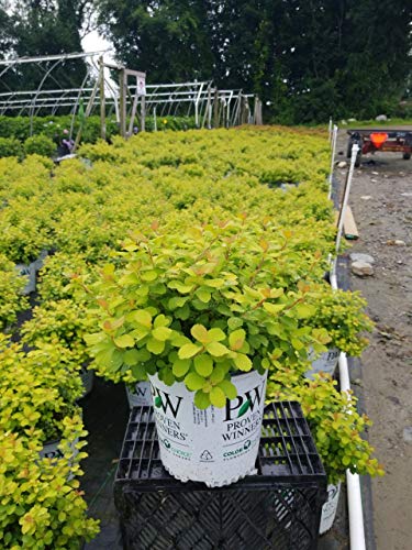 Glow Girl birchleaf spirea shrub in container with gold‑green foliage