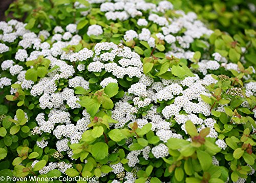 Glow Girl spirea plant in landscape setting