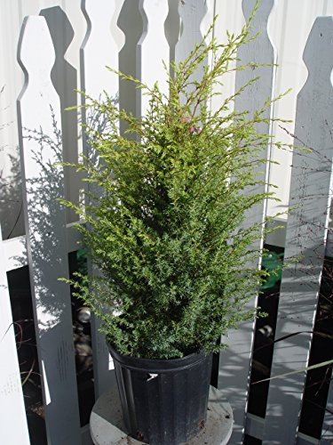 Gold Cone Juniper evergreen plant front view in container