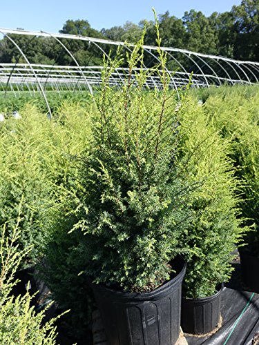 Gold Cone Juniper full plant in nursery