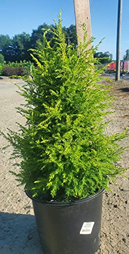 Gold Cone Juniper in nursery pot