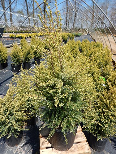 Gold Cone Juniper in nursery pot angled view