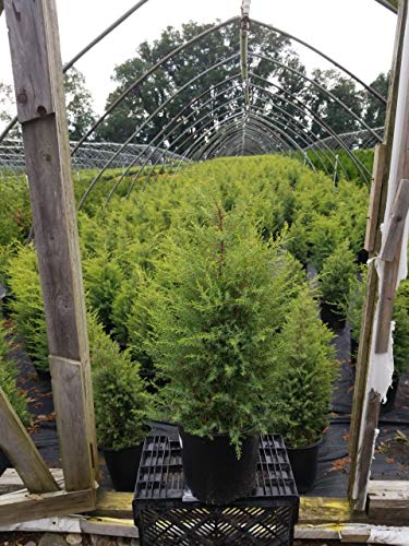 Gold Cone Juniper side view showing dense growth