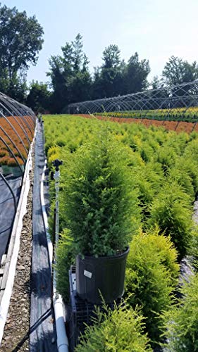 Gold Cone Juniper small evergreen shrub in pot